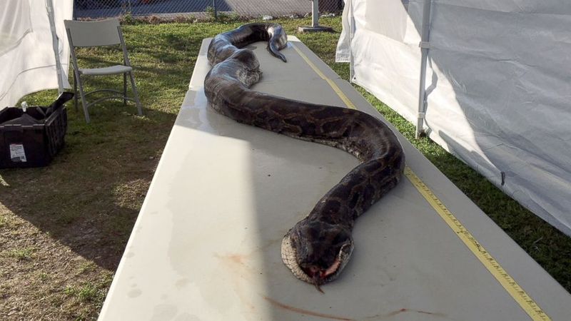 The Florida Everglades Monster