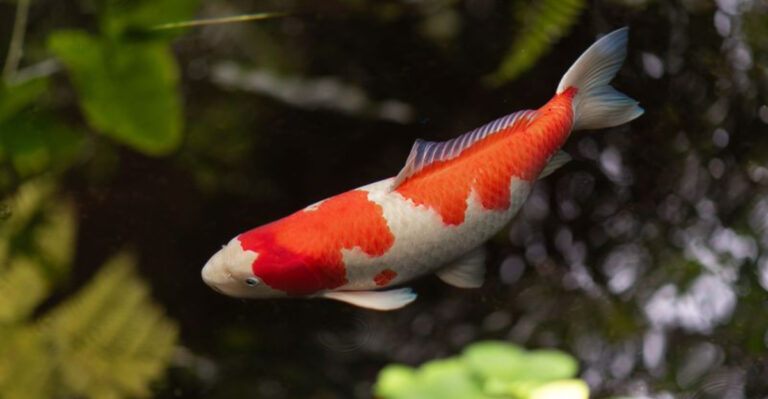7 Long-Living Aquarium Fish (And 7 That Have Shorter Lifespans)