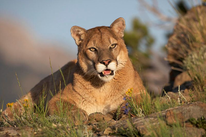 Mountain Lion: The Silent Shadow