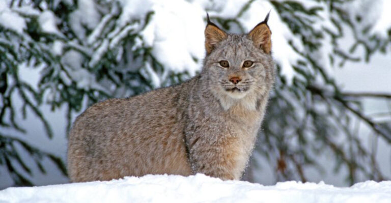 7 Majestic Wild Cat Species In North America (And 4 That Have Recently Vanished From The Region)