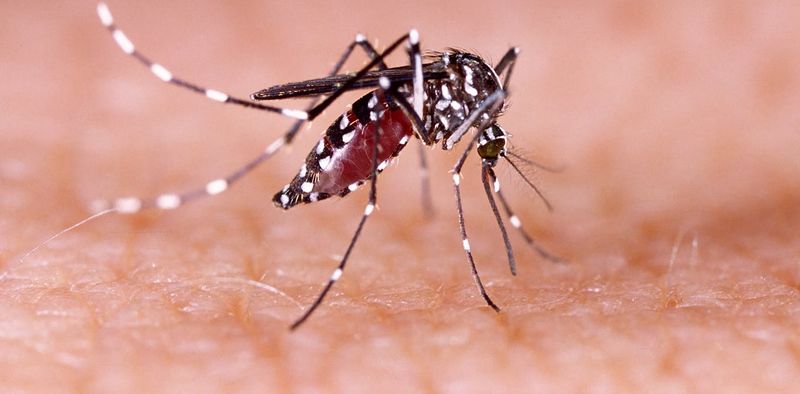 Mosquitoes: Tiny Terrors
