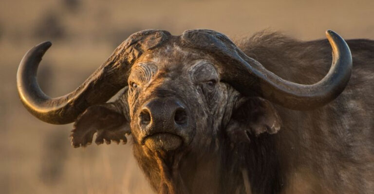 7 Most Dangerous Animals In The World For Humans And 7 That Simply Love Us