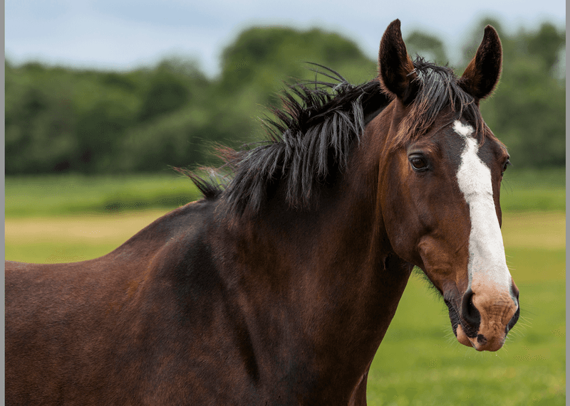 Thoroughbred - The Racing Legend