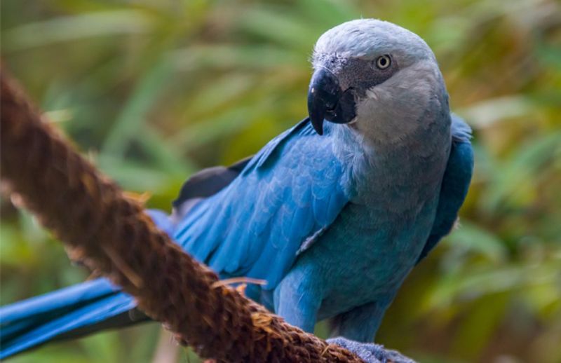 Spix's Macaw - The Ghost Of The Forest