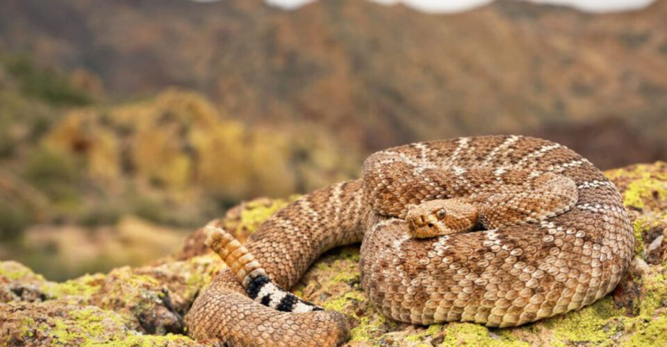 7 Record-Breaking Rattlesnakes Caught In North America (And 4 Rare Ones ...