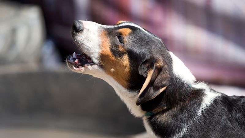 Excessive Barking Spells