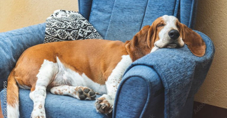 7 Signs Your Dog Wants More Exercise (And 7 Breeds That Love To Lounge All Day)