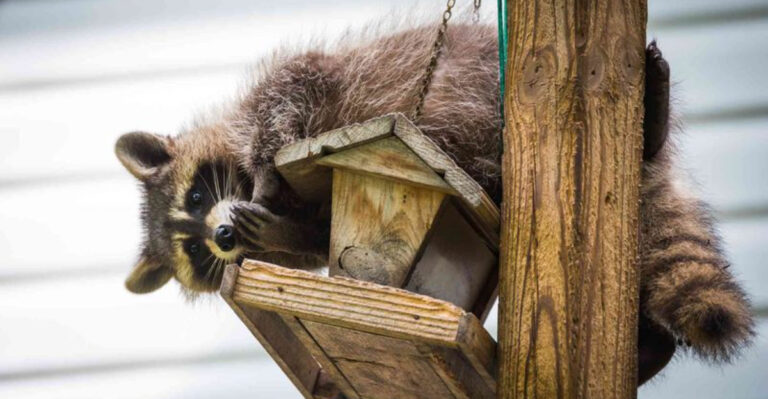 7 Simple Ways To Keep Pesky Raccoons Out Of Your Bird Feeders For Good