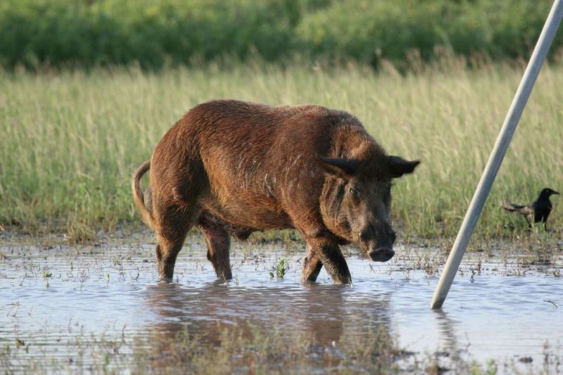 Texas: Hog Heaven