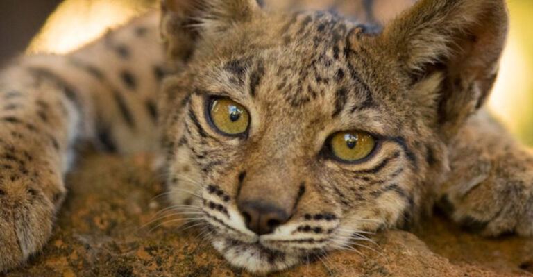 7 Wild Animals Lost To Captivity (And 7 That Still Have A Fighting Chance)