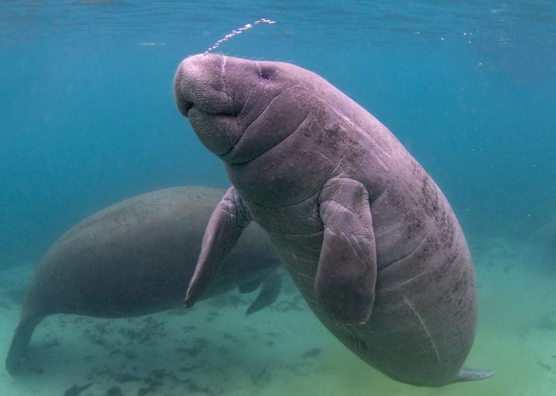 Gentle Giants: Manatees