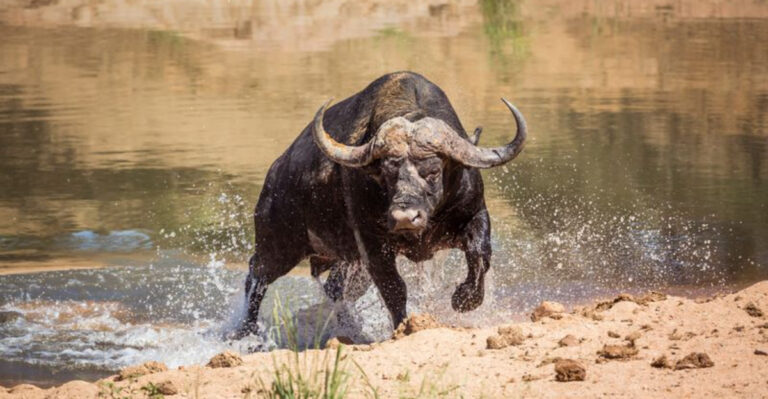 7 Wild Animals You Can Safely Watch And 7 That You Should Avoid At All Costs