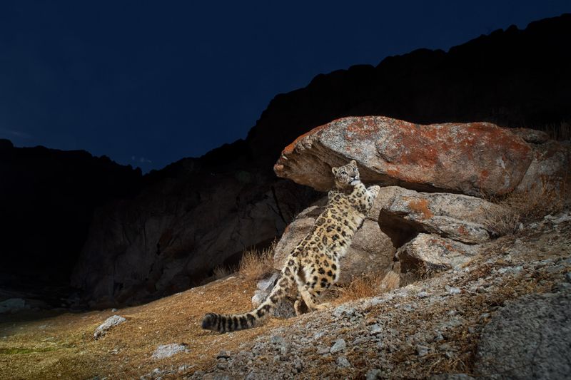 Snow Leopard