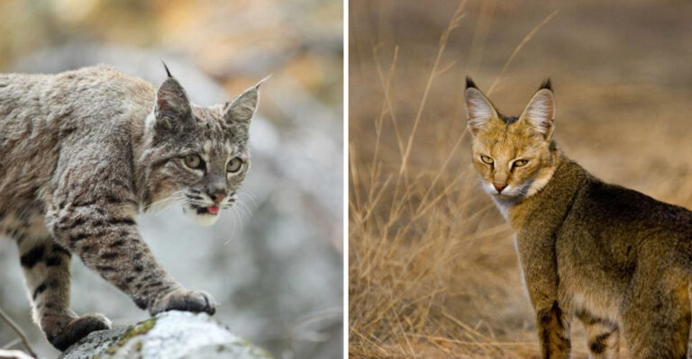 7 Wild Cats Perfectly Adapted To Life In The Mountains And 7 That Dominate The Open Grasslands