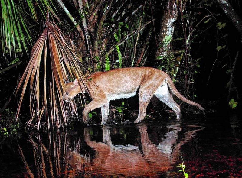 Swamp Shadows: Florida Panthers