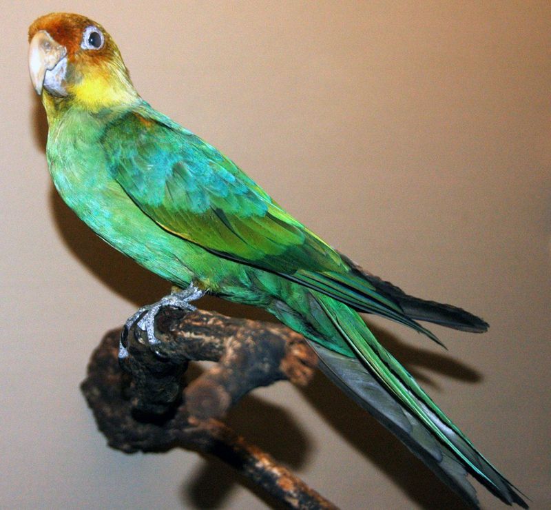 Carolina Parakeet: America's Lost Tropical Bird