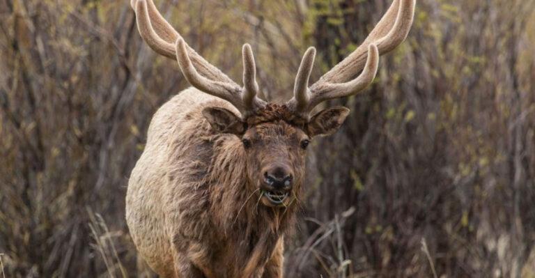 8 Animals That Vanished From U.S. Forests And 5 That Are Quietly Coming Back