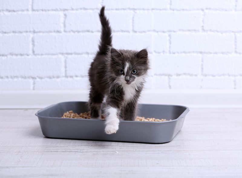 Using The Litter Box Consistently