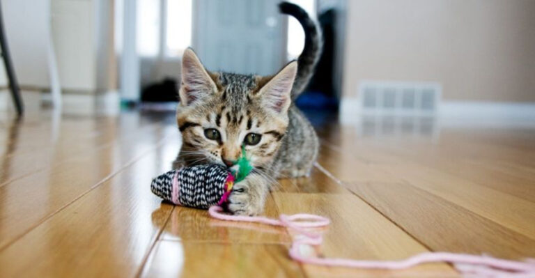 8 Behaviors To Reward Cats (And 4 To Ignore Completely)