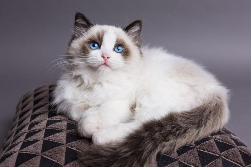 The Gentle Ragdoll: A Floppy Friend For Everyone