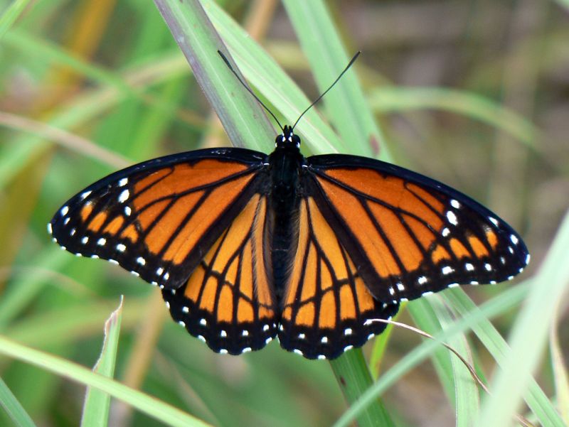 Viceroy Butterfly: The Monarch's Most Famous Impostor