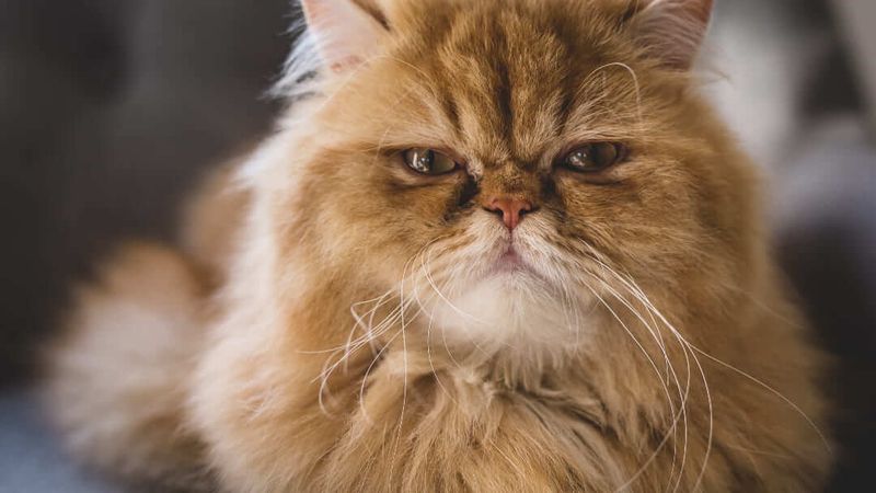 Persian Cats: Beautiful But Breathing Challenged