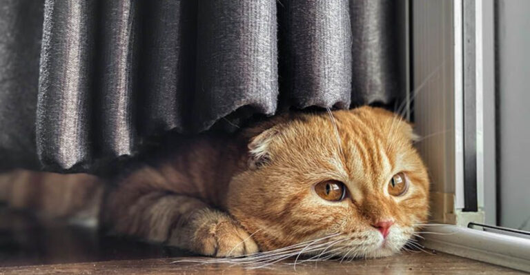 8 Cat Breeds That Veterinarians Warn Against Buying (And 5 That Get Their Stamp Of Approval)