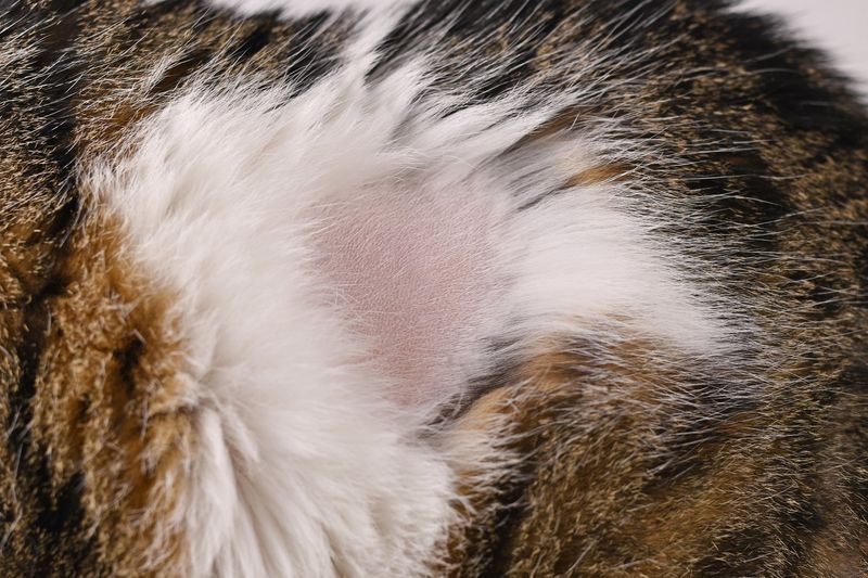Excessive Grooming Might Signal Skin Problems