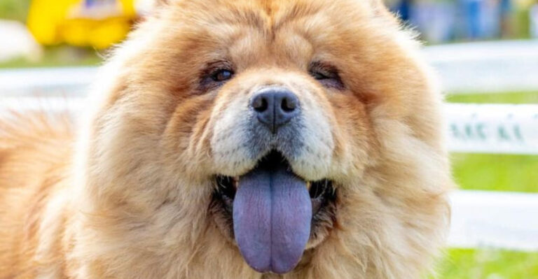 8 Dog Breeds Millennials Avoid And 7 That Totally Lost Their Popularity