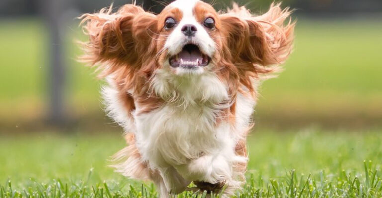 8 Dog Breeds That Are Always Good Tempered (And 6 That Can Get Cranky)