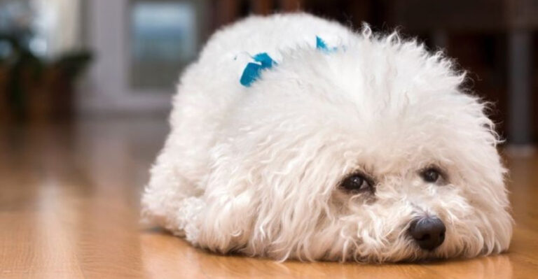 8 Dog Breeds That Are Prone To Nervous Behaviors (And 7 Ways To Help Them)