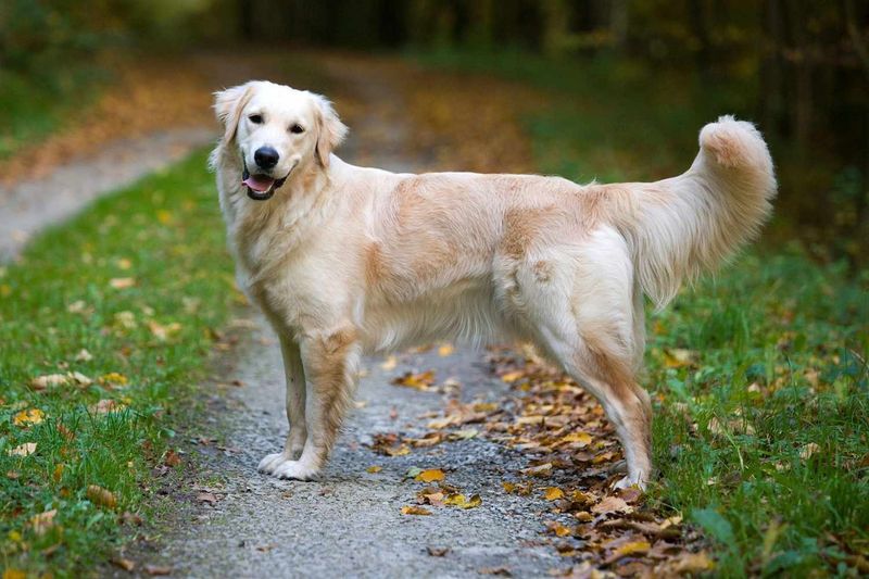 Golden Retrievers: Your Devoted Sunshine Companion