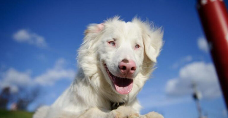 8 Dog Breeds Veterinarians Wish People Would Stop Buying And 4 That Are Ideal For Busy Lifestyles