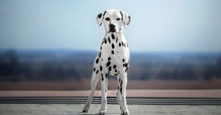 8 Dogs I Would Skip As Pets And The 5 That Are Perfect For First-Time Owners