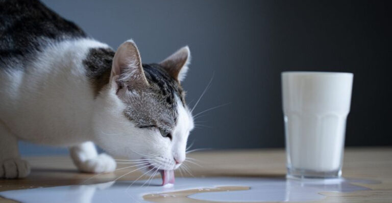 8 Drinks Your Cat Can Safely Enjoy And 4 You Should Never Offer