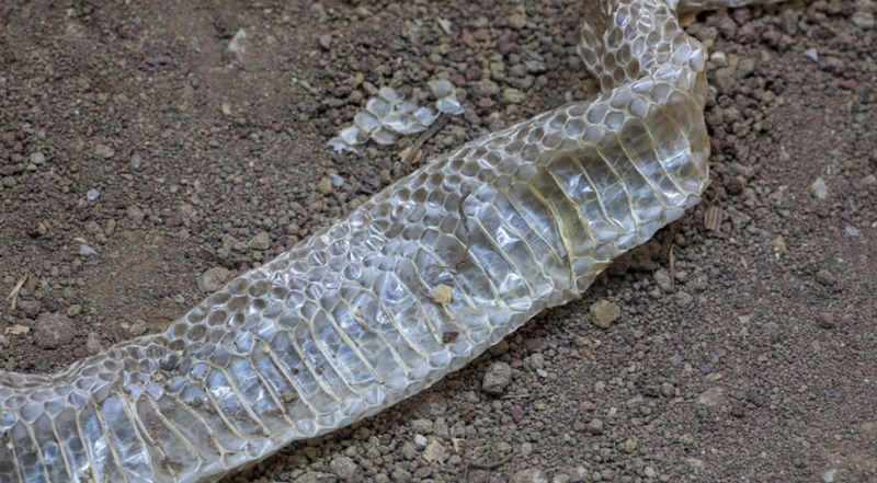 Shed Snake Skins