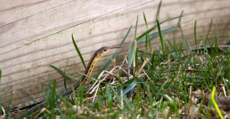 8 Early Warning Signs Of Snakes In Your Yard And 5 That Signal A Serious Infestation