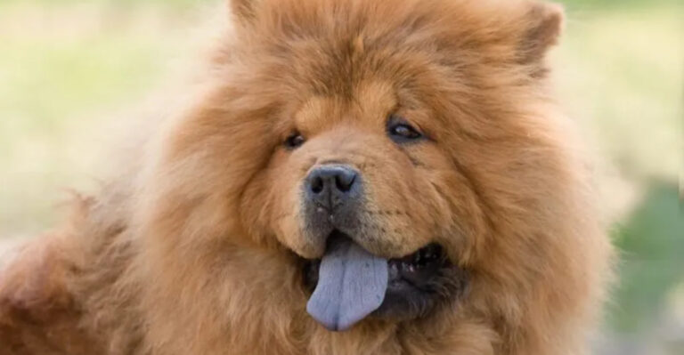 8 Emotional Dog Breeds That Take Everything To Heart (And 7 Who Couldn’t Care Less)