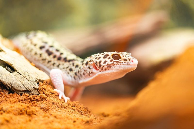 Leopard Geckos – Desert Dwellers With Minimal Demands