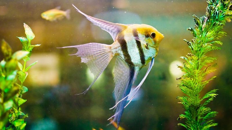 Angelfish: The Temperamental Treasures