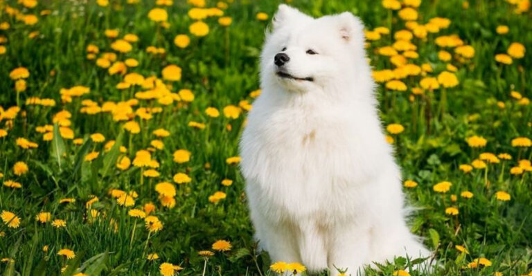 8 Mid-Sized Dog Breeds Everyone Falls In Love With (And 6 That Aren’t For Everyone)