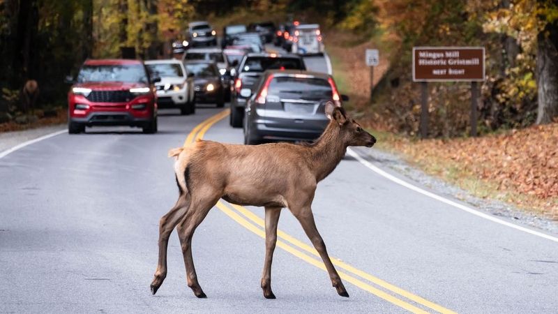 Deer: The Silent Highway Killers