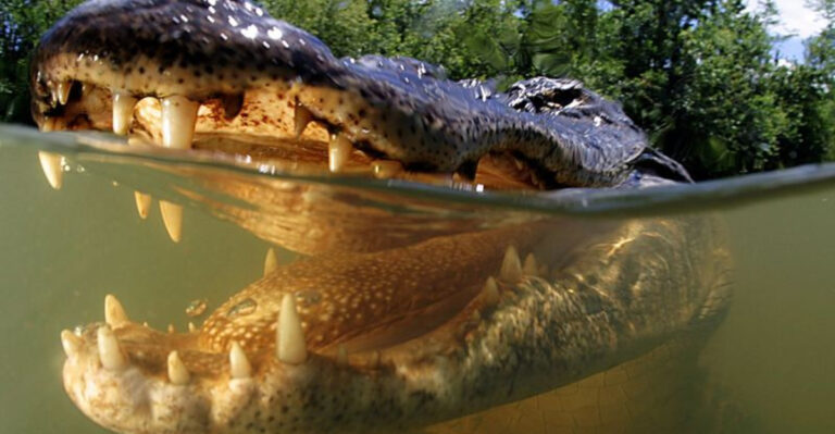 8 Most Lethal Animals In The United States And 7 That People Fear But Shouldn’t