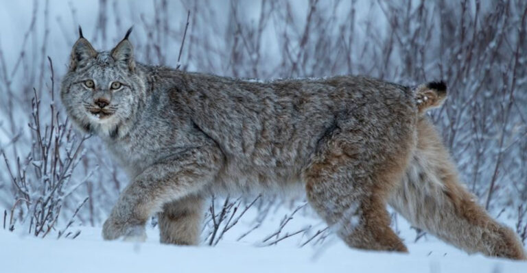 8 Mountain Mammals Americans Rarely Spot (And 5 That Are Even More Elusive)