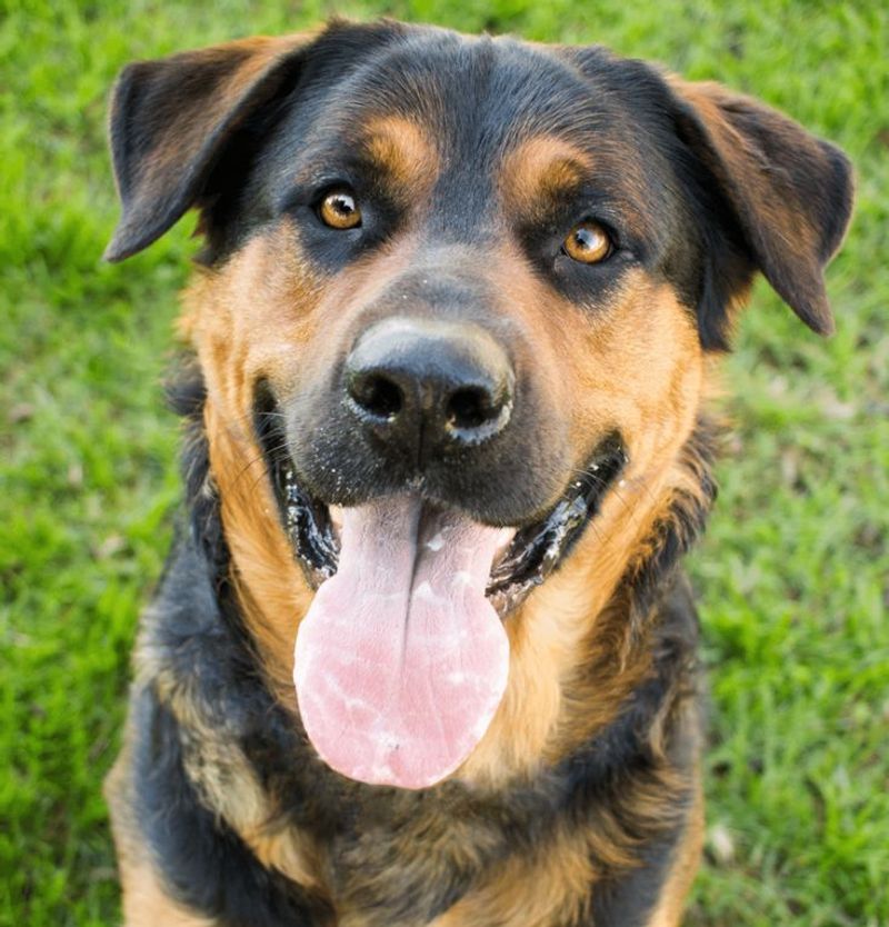Rottweiler + German Shepherd (Rottweiler Shepherd)