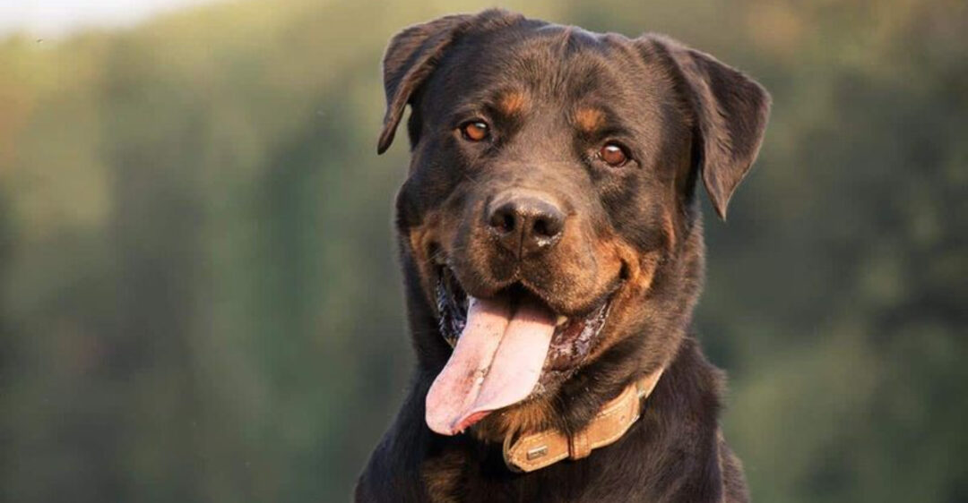 8 Rare Rottweiler Mix Breeds You Have To See
