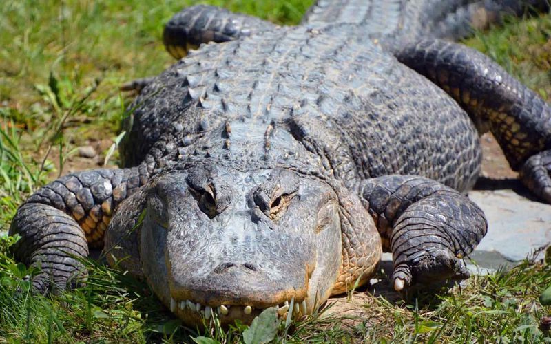The Mississippi River: Home To Record-Breaking Alligators