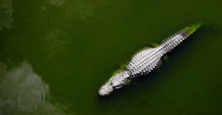 8 Record-Setting Alligators Spotted In The Mississippi River