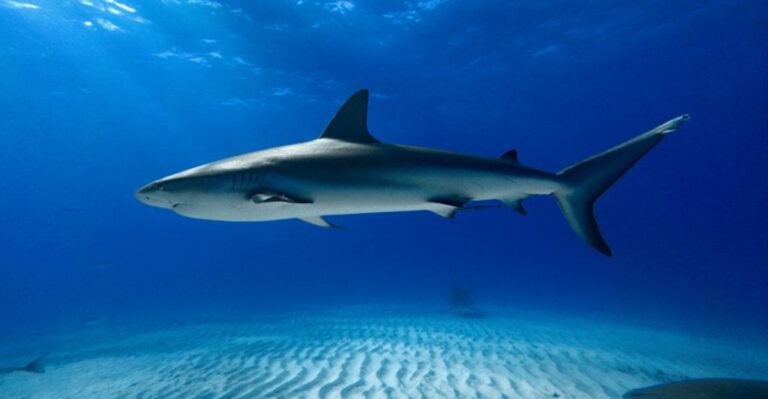 8 Sea Creatures That Pose A Threat To Sharks And 5 That Sharks Can Defeat With Ease
