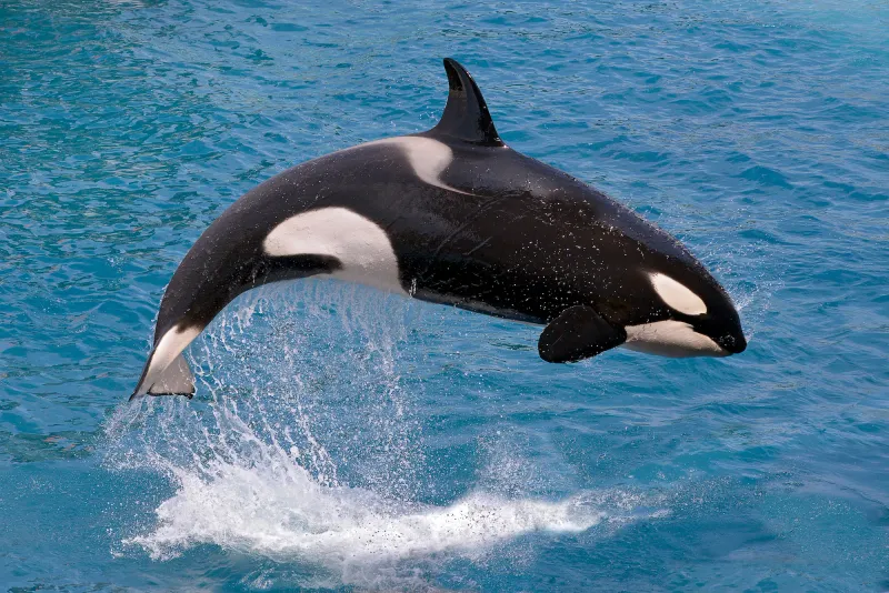 Orcas: The Ocean's Ultimate Apex Predator